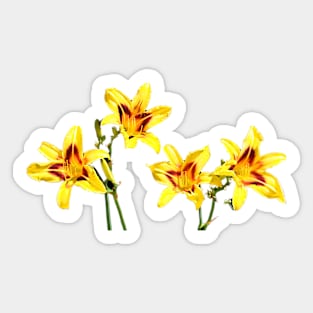 Colourful Daylilies Sticker